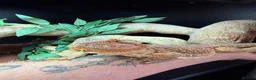 Bearded Dragon reptiles for sale: Bearded dragon in Mansfield - Advert 1
