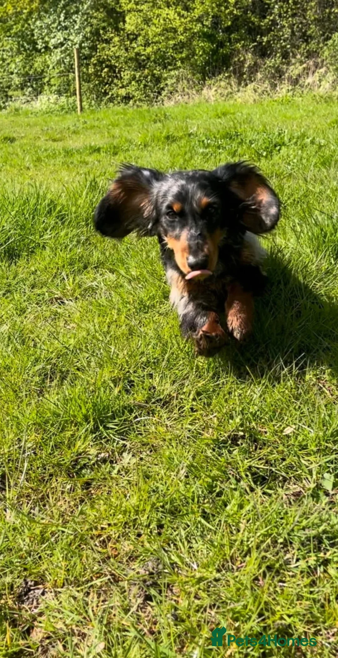 Miniature Dachshund dogs for sale: 6 beautiful long-haired dachshund pupps - Advert 15