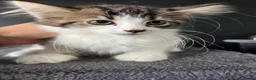 Mixed Breed cats for sale: Fluffy Kittens for sale - Advert 36