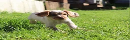Cocker Spaniel dogs for sale: Kc registered working cockers  - Advert 20
