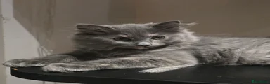 Ragdoll 1