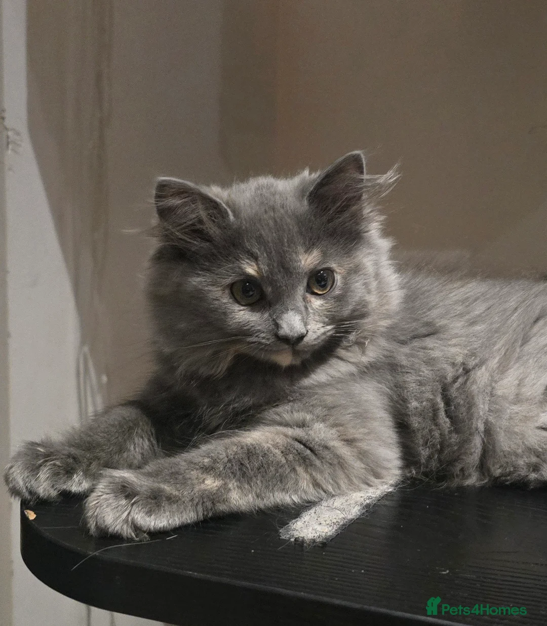 Ragdoll cats for sale: Ragdoll/Siberian mix kittens - Advert 40
