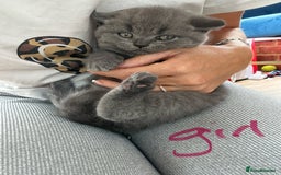 British Longhair cats for sale: British longhair kittens ready for 🏠 now - Image 12