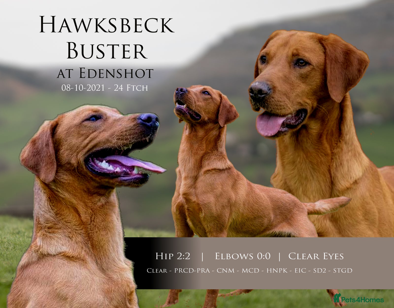 Labrador Retriever dogs KC Fox Red Lab Stud Fully Health Tested 37Ftch/Ftw in Corwen - Advert 2