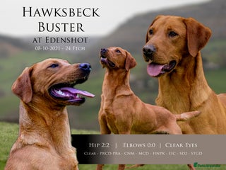 Labrador Retriever dogs in Corwen - Advert 9