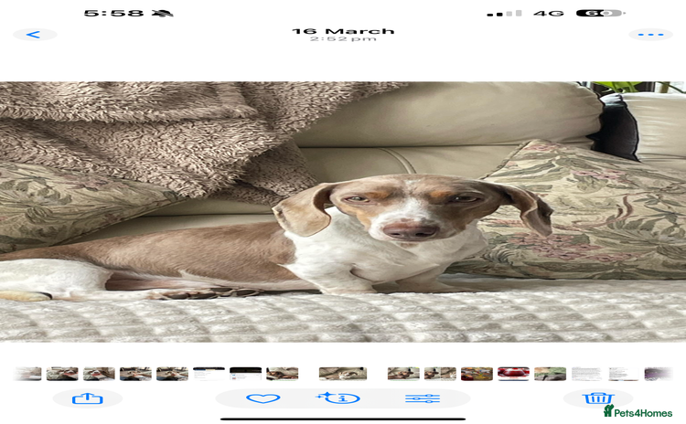 Dachshund dogs - Advert 14