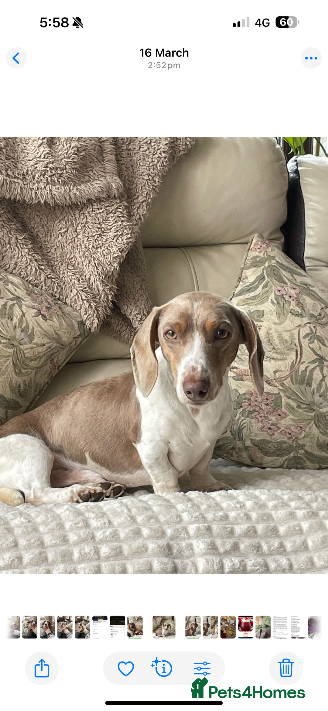 Dachshund dogs for sale: Dachshund male - Image 1