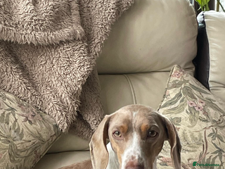 Dachshund dogs - Advert 3