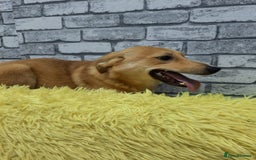 Mixed Breed dogs for adoption: 💖🐶 LESSY 🐶💖 - Image 4