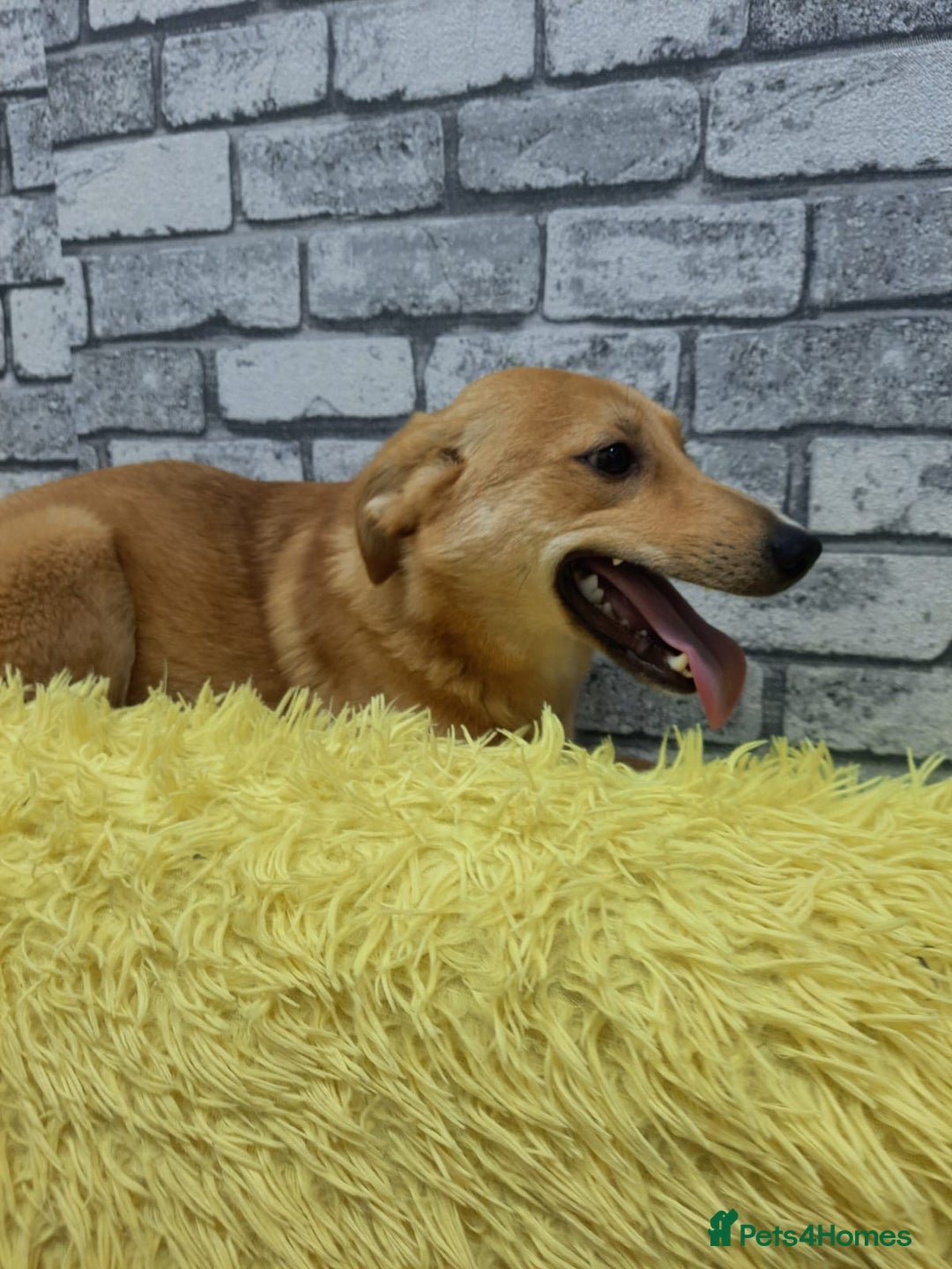 Mixed Breed dogs for adoption: 💖🐶 LESSY 🐶💖 - Image 4