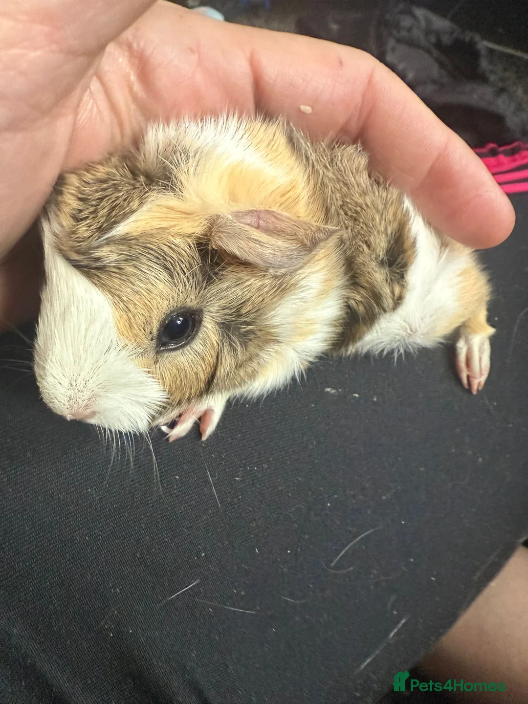 Guinea Pig rodents for sale: 5 Baby Guinea Pigs Mixed Sex Born 26/3 - Advert 1