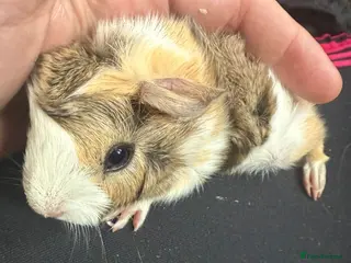 Guinea Pig rodents 5 Baby Guinea Pigs Mixed Sex Born 26/3 - Advert 1