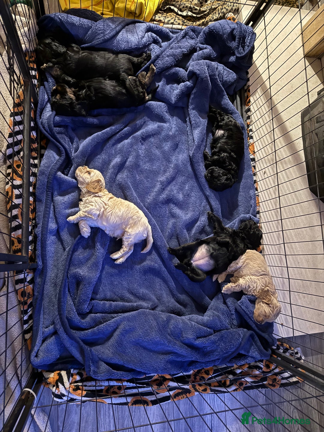 Cockapoo dogs for sale: Cockerpoo puppies 3 girls 3 boys - Image 10