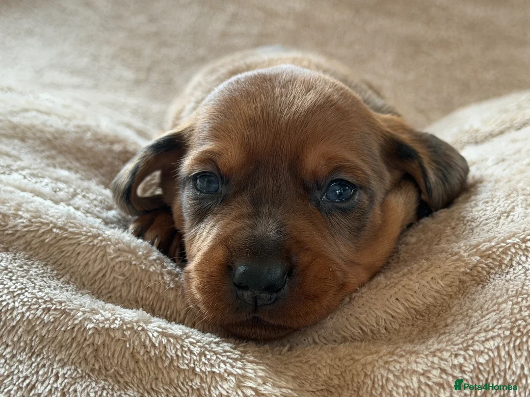 Miniature Dachshund dogs for sale: 🌈 🐾Beautiful Dachshund Rainbow Litter🐾🌈 - Advert 2