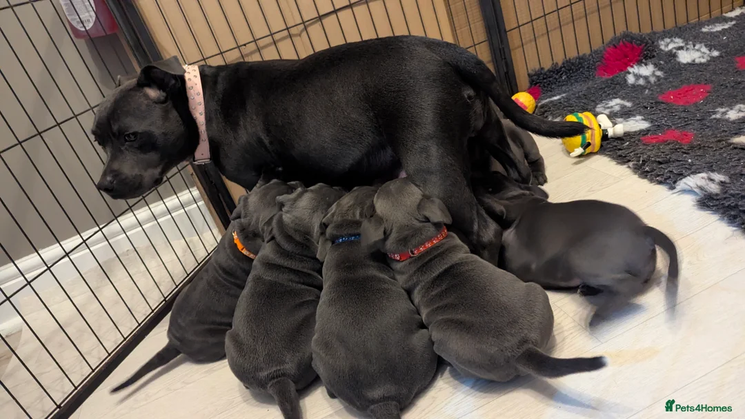 Staffordshire Bull Terrier dogs for sale: Beautiful KC reg Staffordshire bull terriers - Advert 9