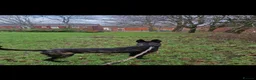 Belgian Shepherd Dog dogs for sale: Dutch Shepherd Puppies - Advert 10