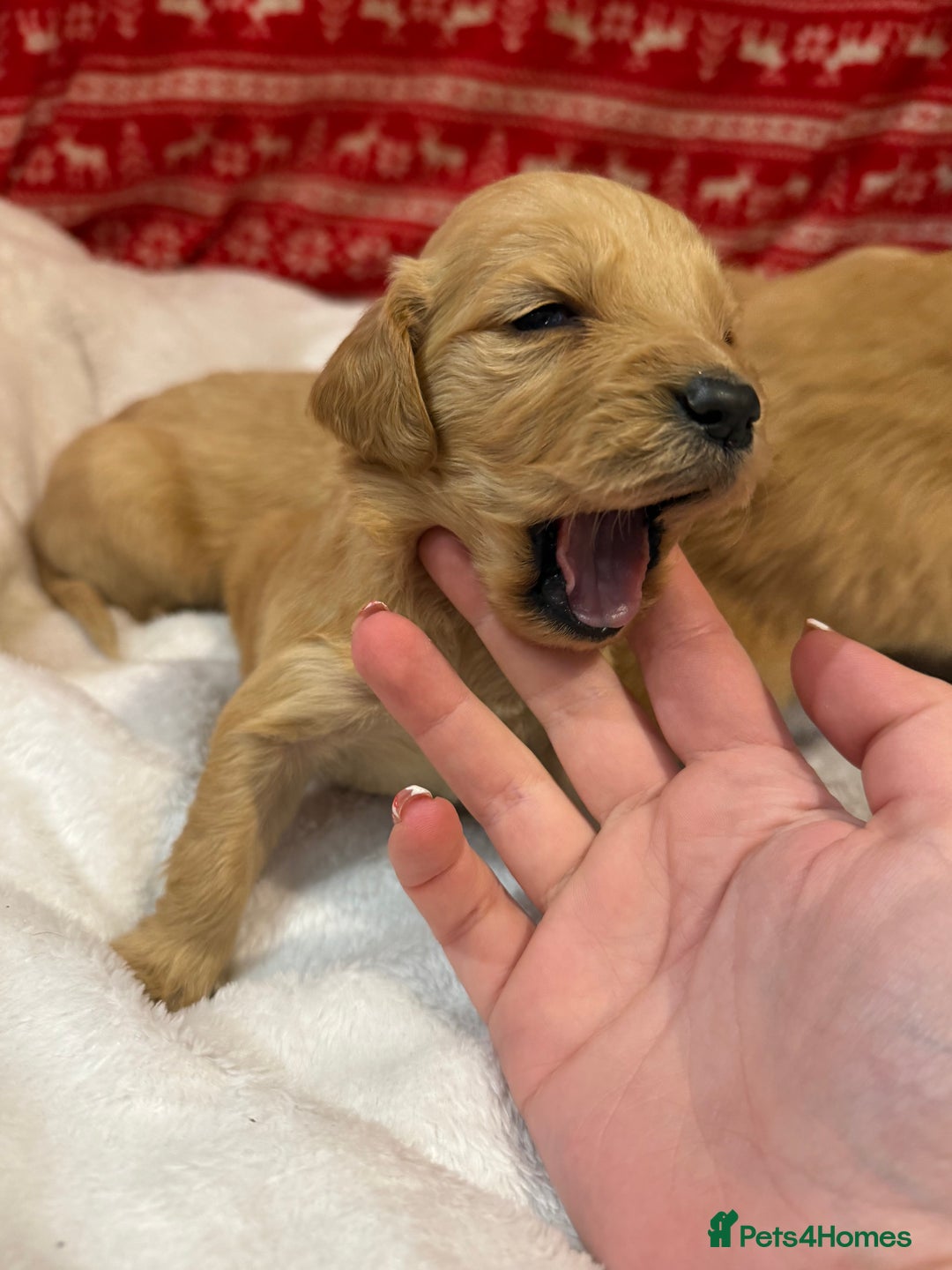 Goldador dogs for sale: Gorgeous Goldador puppies ready to go 22nd  - Advert 21