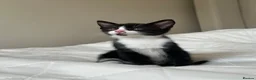 Mixed Breed cats for sale: Kittens - Advert 22