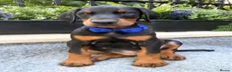 Dobermann dogs for sale: *KC REGISTERED* HEALTH TESTED DOBERMAN PUPPIES - Advert 18