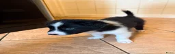 Border Collie dogs for sale: Border collie pups for sale - Advert 3