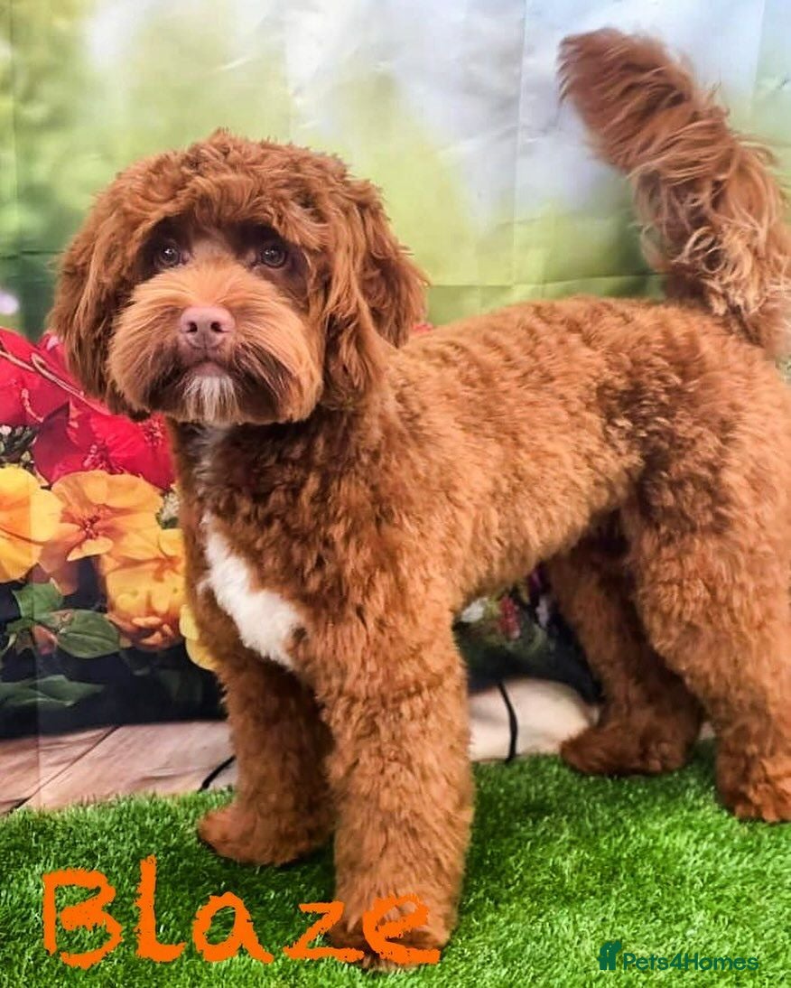 Australian Labradoodle dogs Genuine Australian Labradoodles - Advert 1
