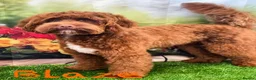 Australian Labradoodle dogs for sale: Genuine Australian Labradoodles - Advert 1