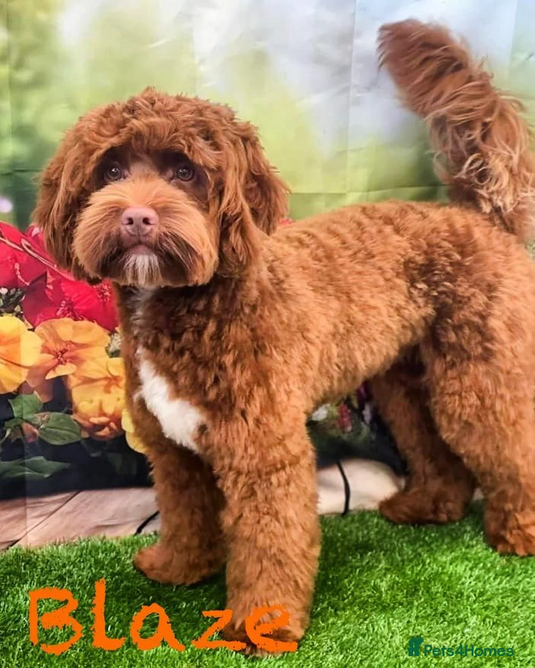 Australian Labradoodle dogs for sale: Genuine Australian Labradoodles - Advert 1