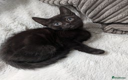 Mixed Breed cats for sale: Sweet kittens  - Image 2