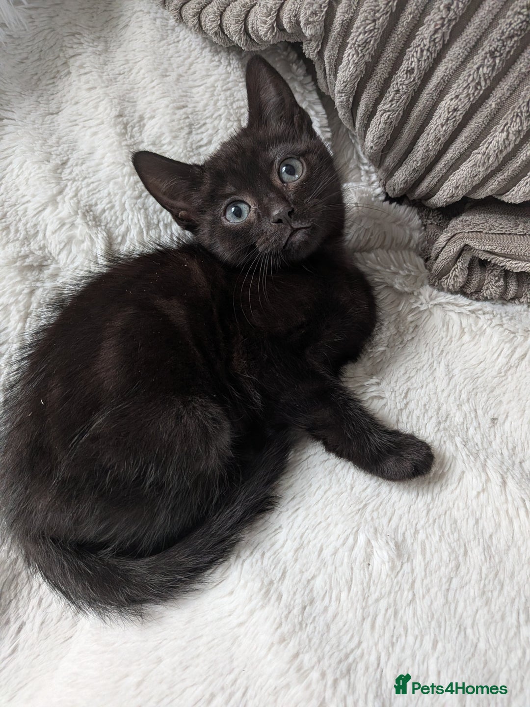 Mixed Breed cats for sale: Sweet kittens  - Image 2