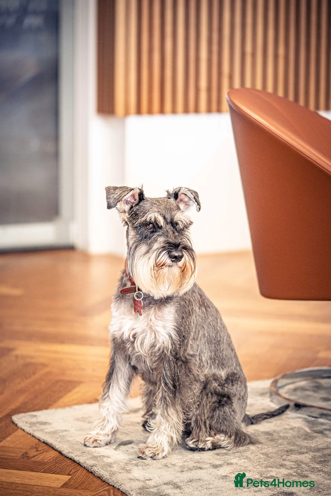 Miniature Schnauzer dogs for stud: Merlin - Advert 6