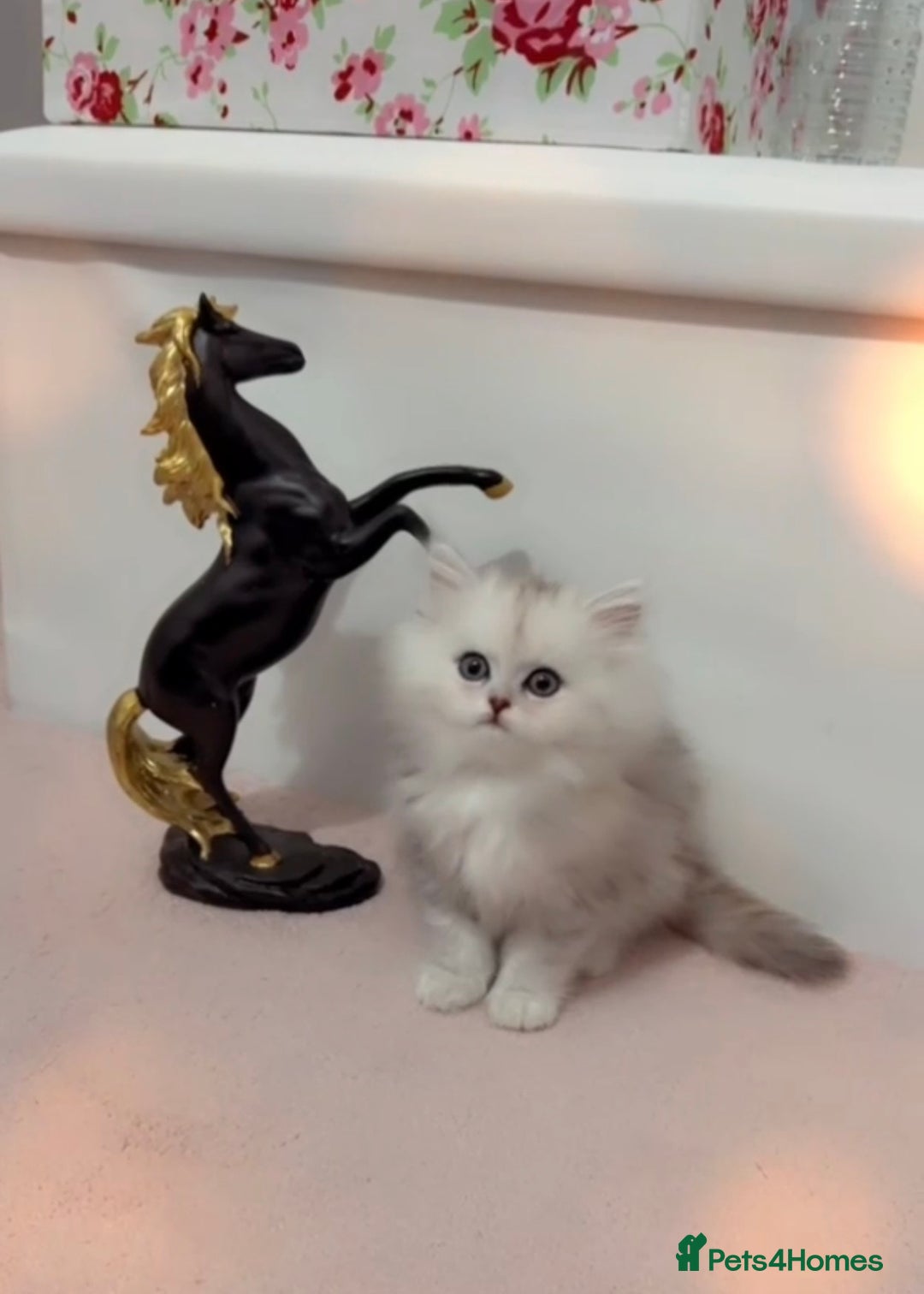 Persian cats for sale: Fluffy Persian Kittens✨ - Advert 2