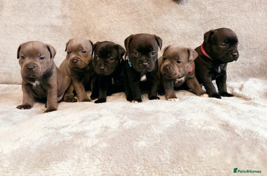 Staffordshire Bull Terrier dogs for sale: Tiny paws,  Big personalities 🐾❤️ - Advert 1