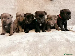 Staffordshire Bull Terrier dogs Tiny paws, Big personalities 🐾❤️ - Advert 4