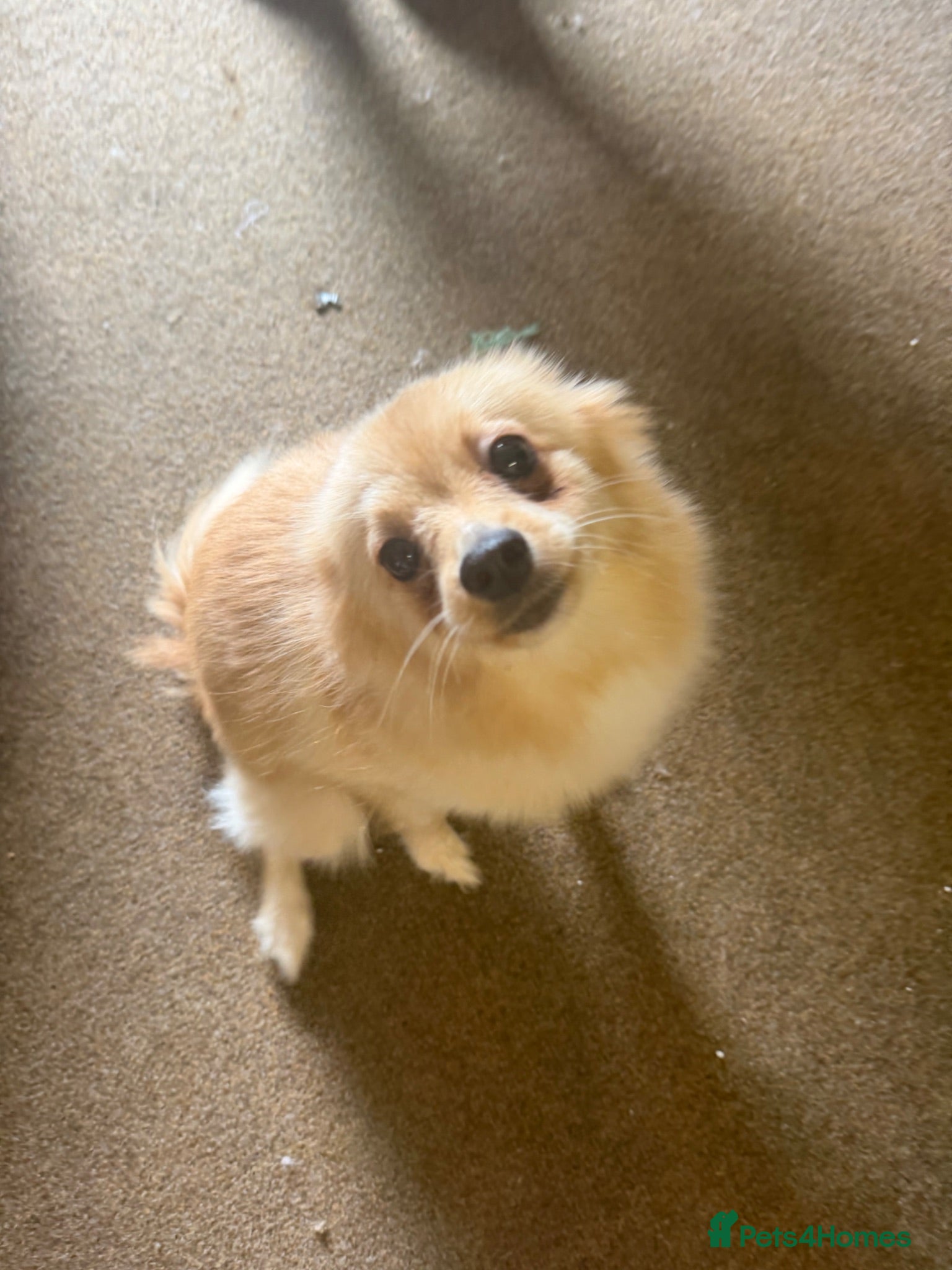 German Spitz dogs Dogs for sale  - Advert 1