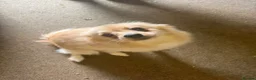 German Spitz dogs for sale: Dogs for sale  - Advert 1