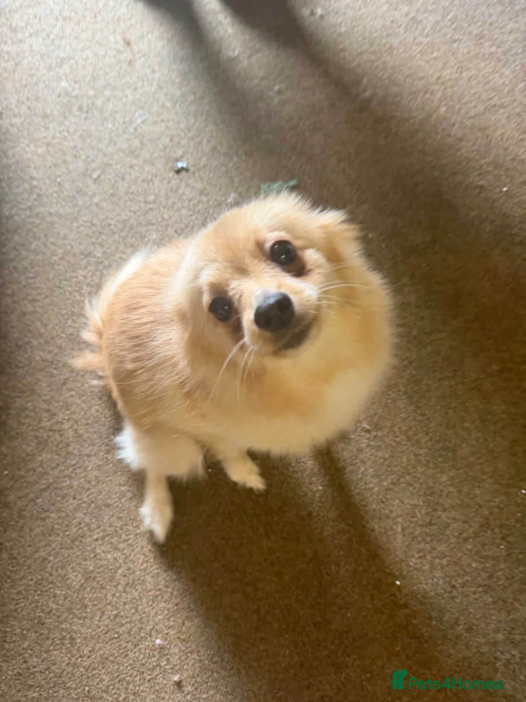 German Spitz dogs for sale: Dogs for sale  - Advert 1