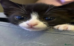 British Shorthair cats for sale: 2 kittens for sale  - Image 4