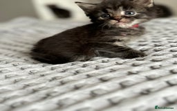 Maine Coon cats for sale: 🌟Adorable kittens now ready 4 forever home🌟 - Image 12