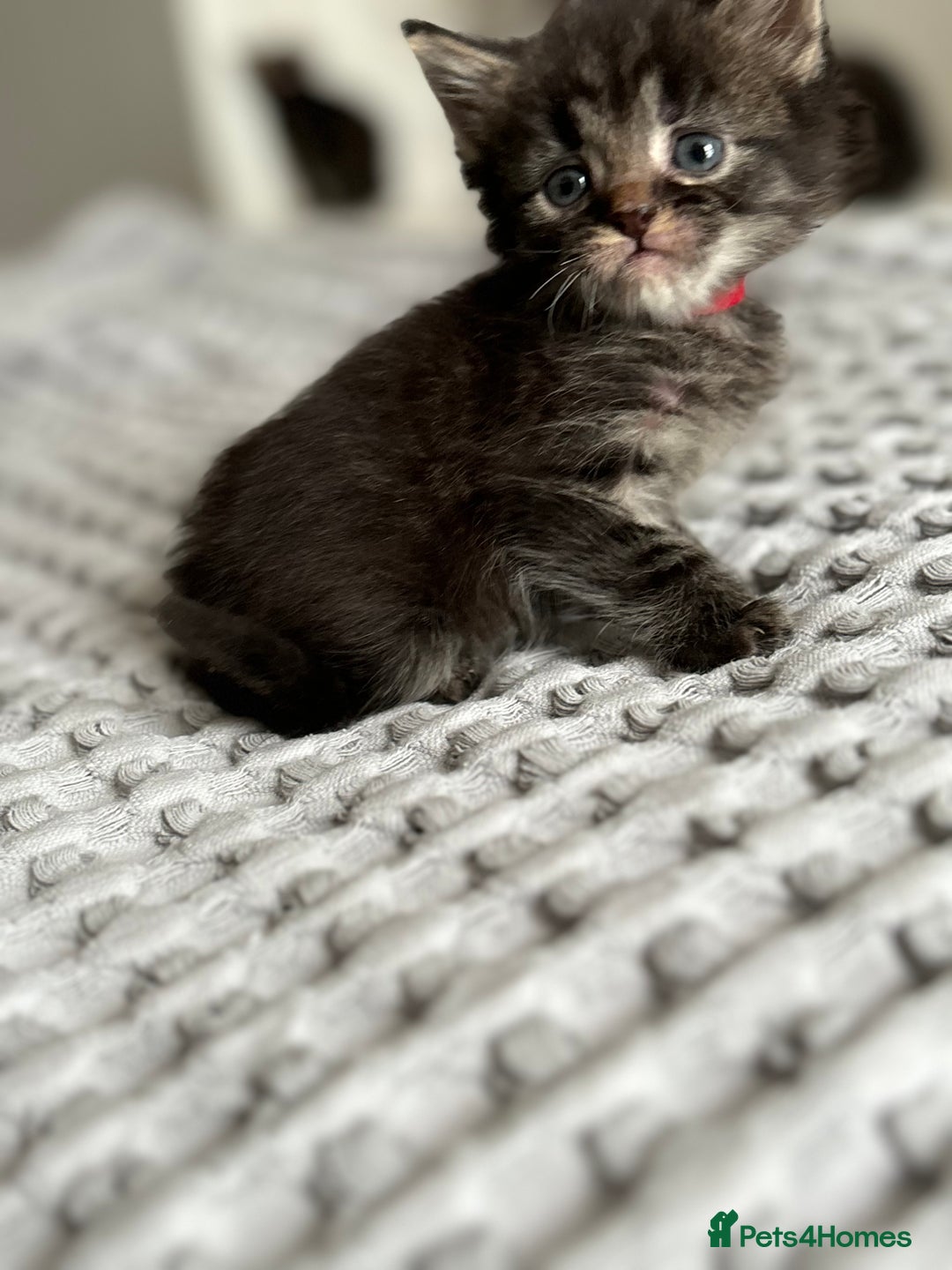 Maine Coon cats for sale: 🌟Adorable kittens now ready 4 forever home🌟 - Image 12