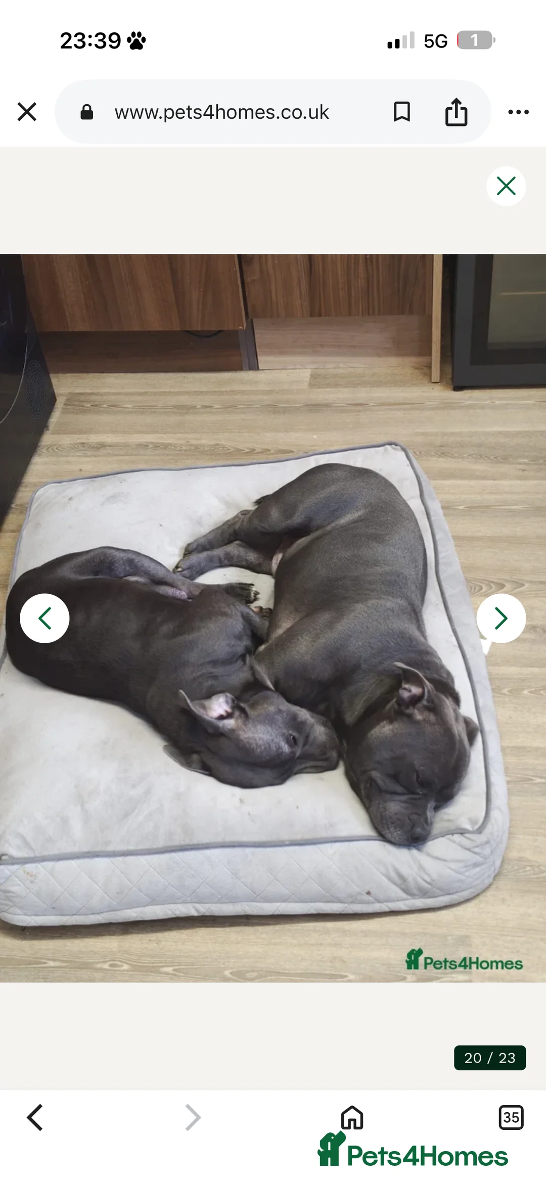 Staffordshire Bull Terrier dogs for sale: Blue Staffordshire bull terrier  - Advert 2
