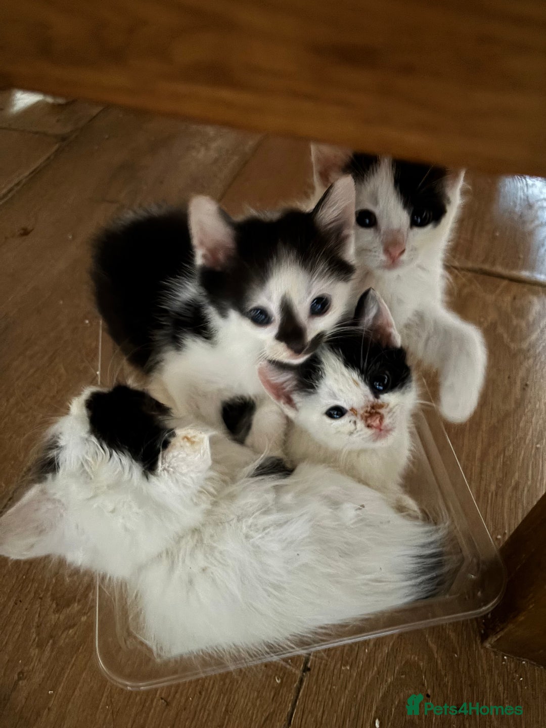 Mixed Breed cats for sale: Three lovely short haired kittens - Advert 5