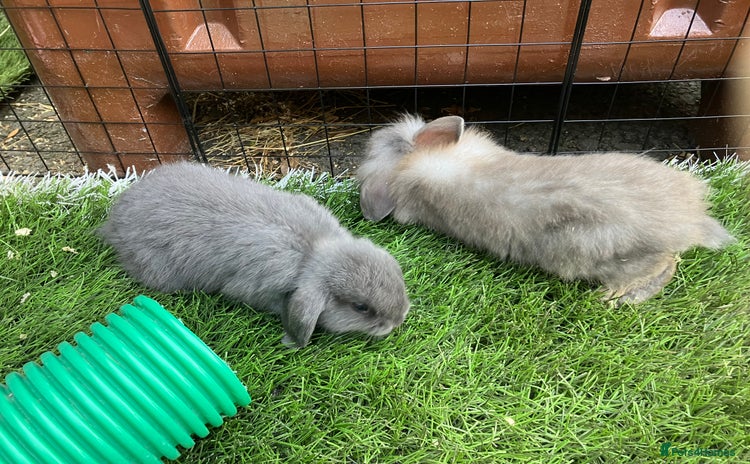 Mini Lop rabbits - Advert 3