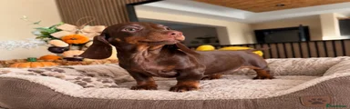 Miniature Dachshund 2