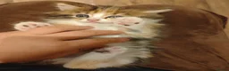 Mixed Breed cats for sale: Kitten looking for loving home  in Cardiff - Advert 7