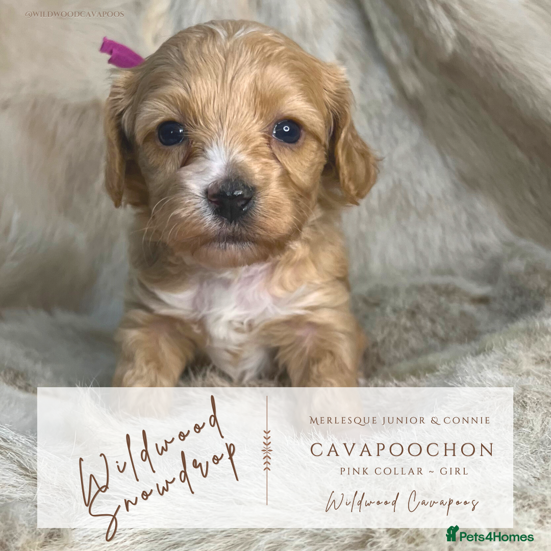 Cavapoochon dogs for sale: 5 ⭐️ LICENSED BREEDER HEALTH TESTED CAVAPOOCHONS - Advert 7