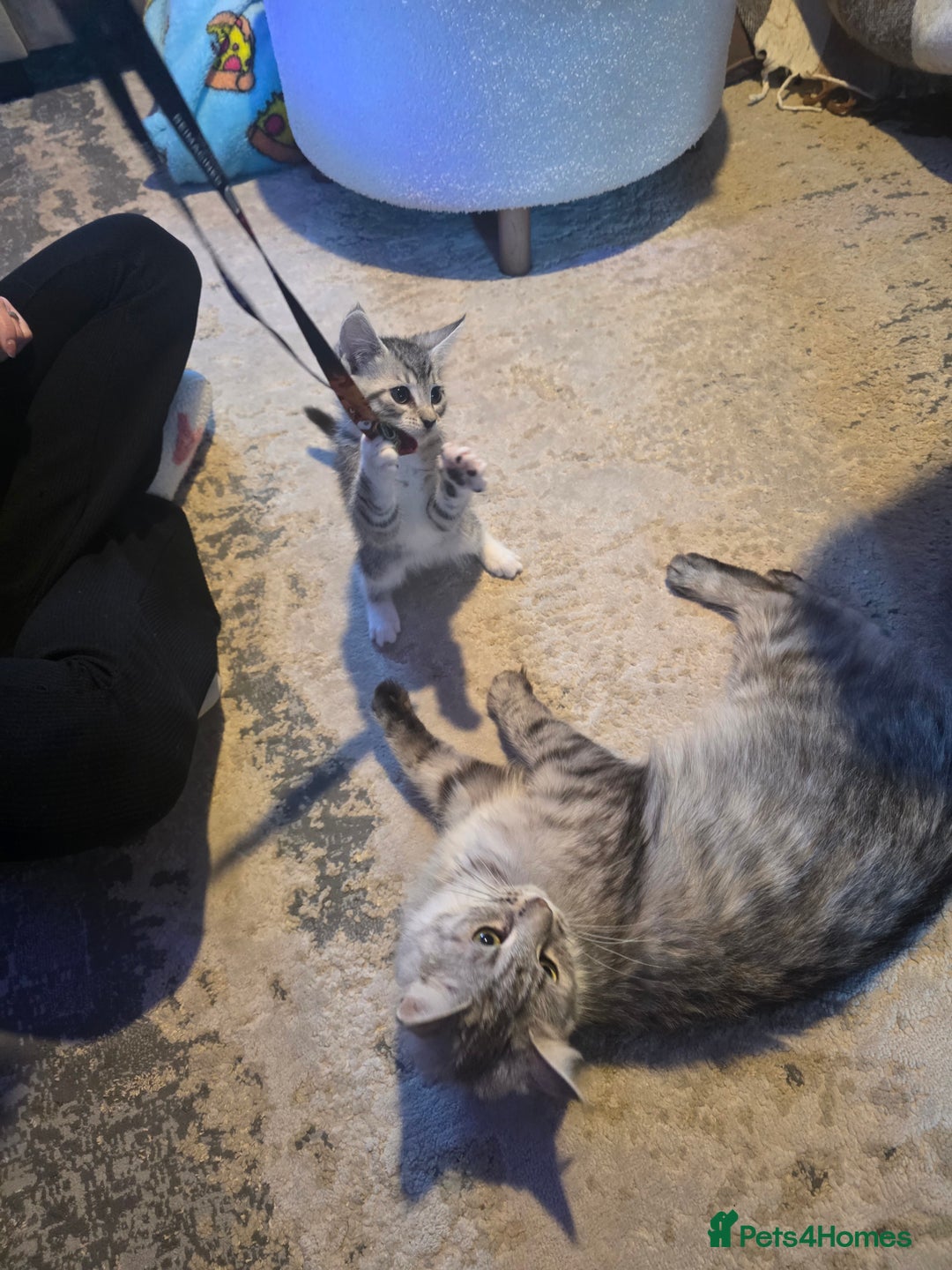 Maine Coon cats for sale: Mainecoon X  - Advert 3