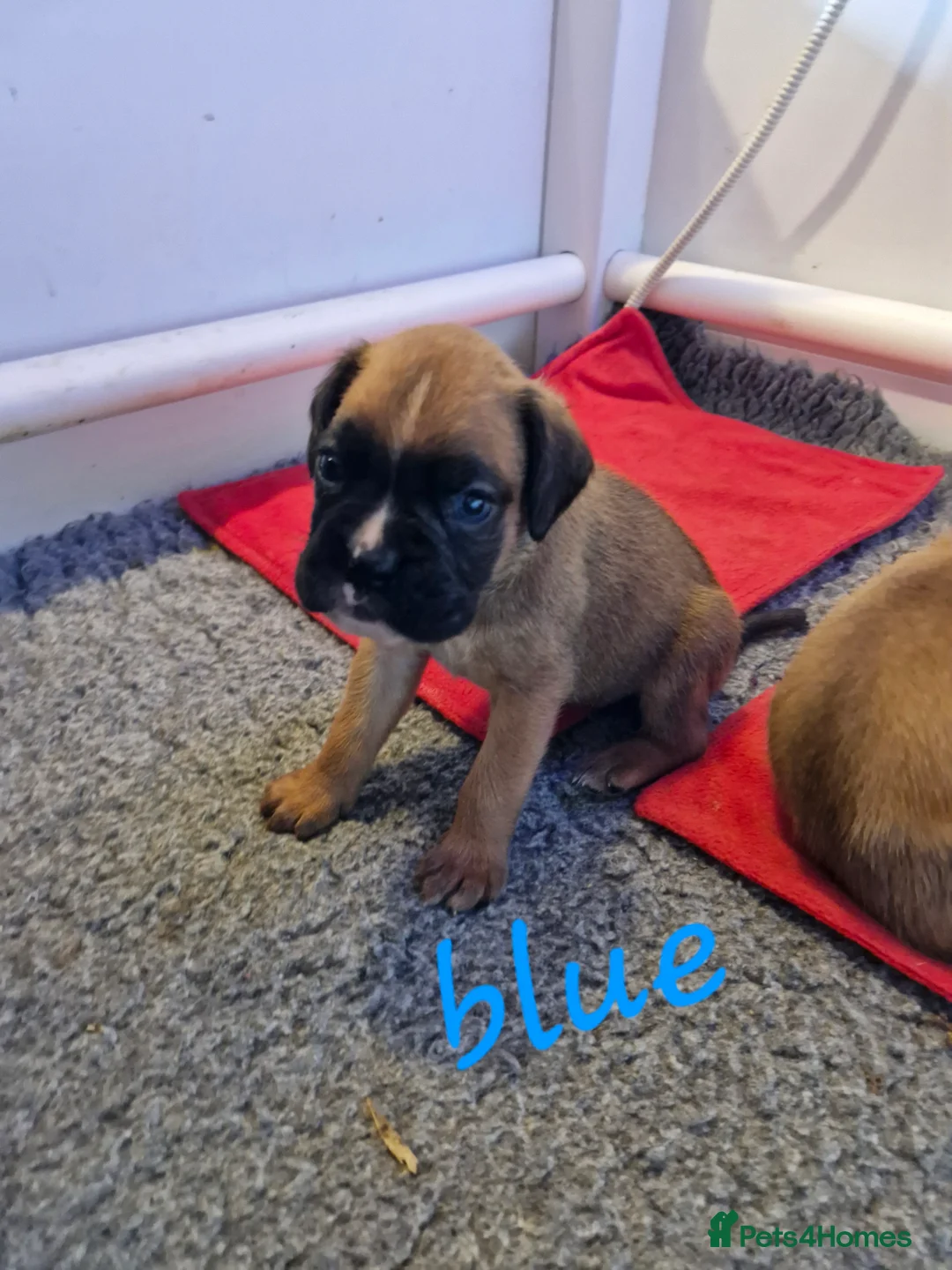 Boxer dogs for sale: STUNNING GORGEOUS KC PUPPIES  - Advert 6