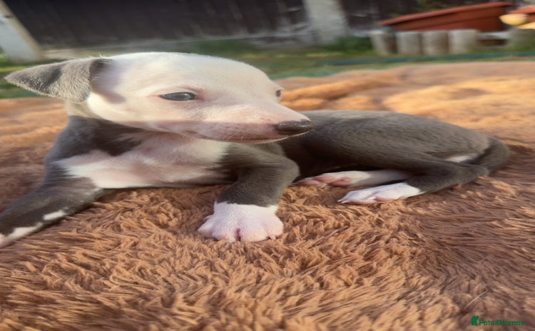 Whippet dogs - Advert 3