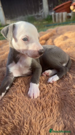 Whippet dogs - Advert 2