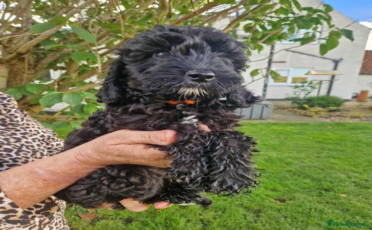 Cockapoo dogs - Advert 6